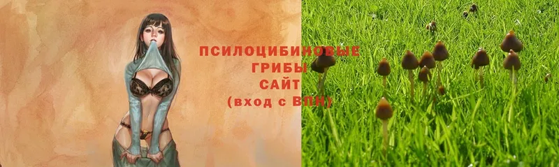 Псилоцибиновые грибы ЛСД Бежецк
